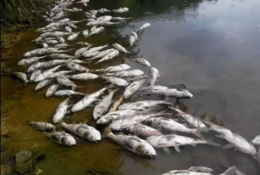 池塘觀賞植物_池塘觀賞魚種類_池塘觀賞魚圖片