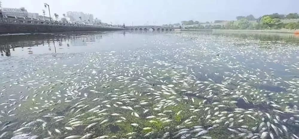 池塘观赏植物_池塘观赏鱼图片_池塘观赏鱼种类