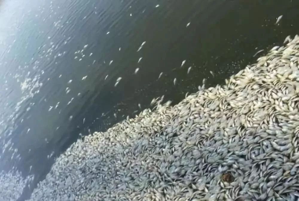 池塘觀賞魚圖片_池塘觀賞植物_池塘觀賞魚種類