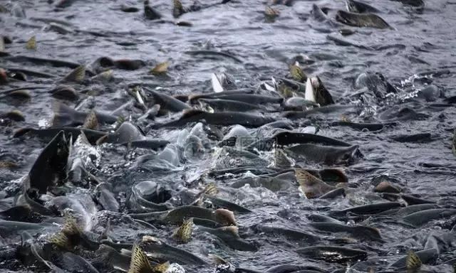 池塘觀賞魚種類_池塘觀賞魚圖片_池塘觀賞植物