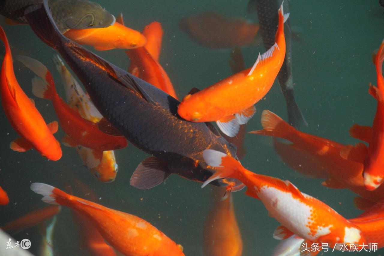 耐活的冷水觀賞魚_冷水觀賞耐活魚怎么養(yǎng)_冷水觀賞耐活魚有哪些