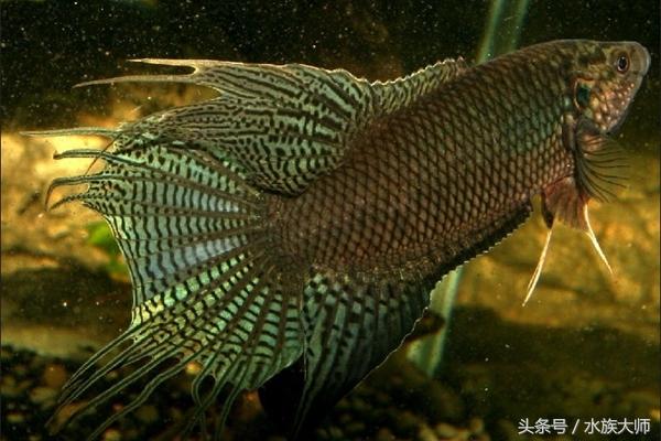 冷水觀賞耐活魚怎么養(yǎng)_耐活的冷水觀賞魚_冷水觀賞耐活魚有哪些